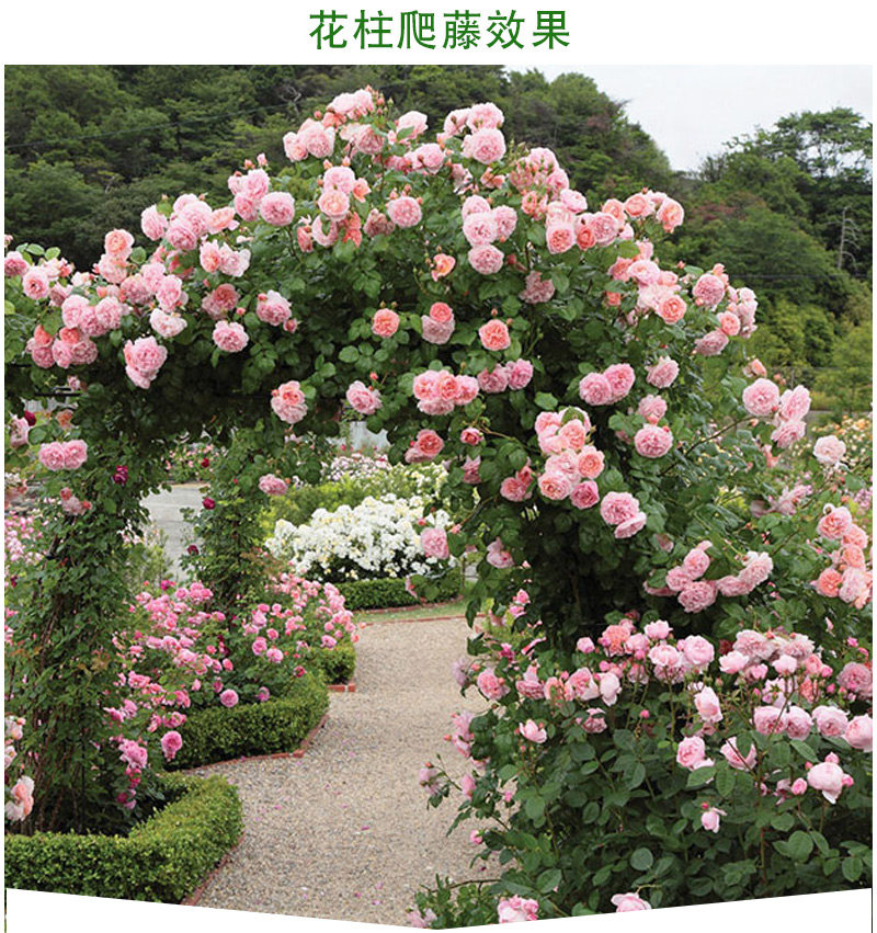 大苗别墅爬藤月季庭院四季开花阳台攀援蔷薇时令草本花卉