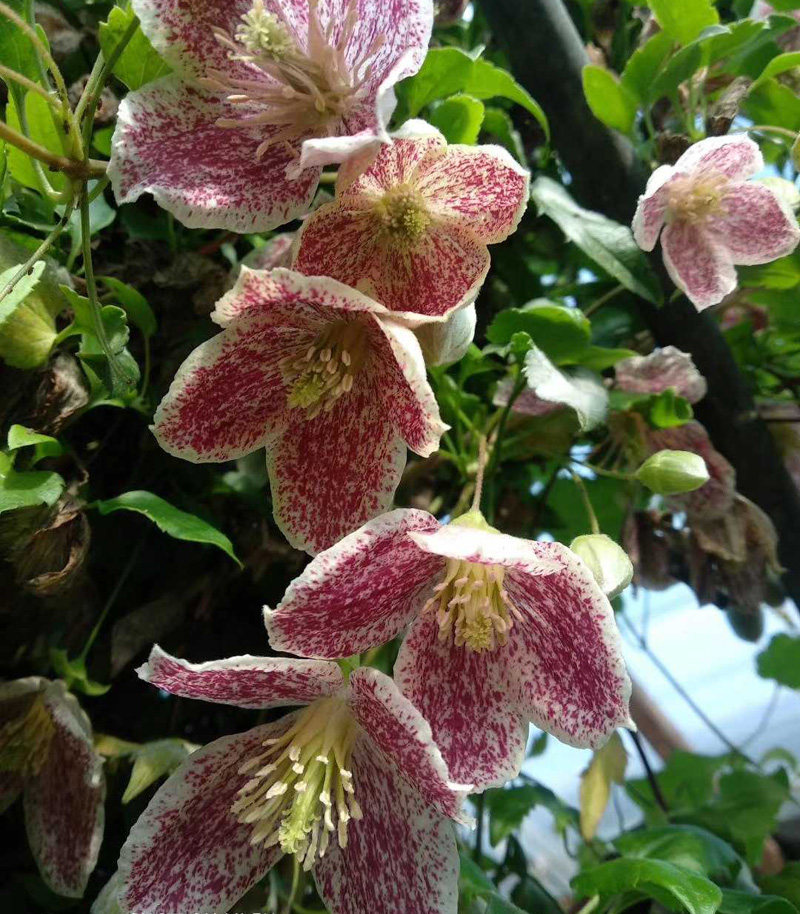 阳台盆栽绿植花卉雀斑复色铁线莲花苗庭院藤本时令草本花卉