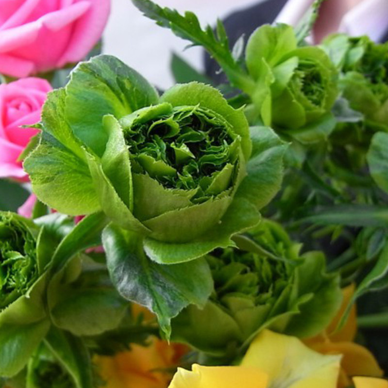 微型切花结绿月季阳台盆栽绿色微月多季花卉时令草本花卉