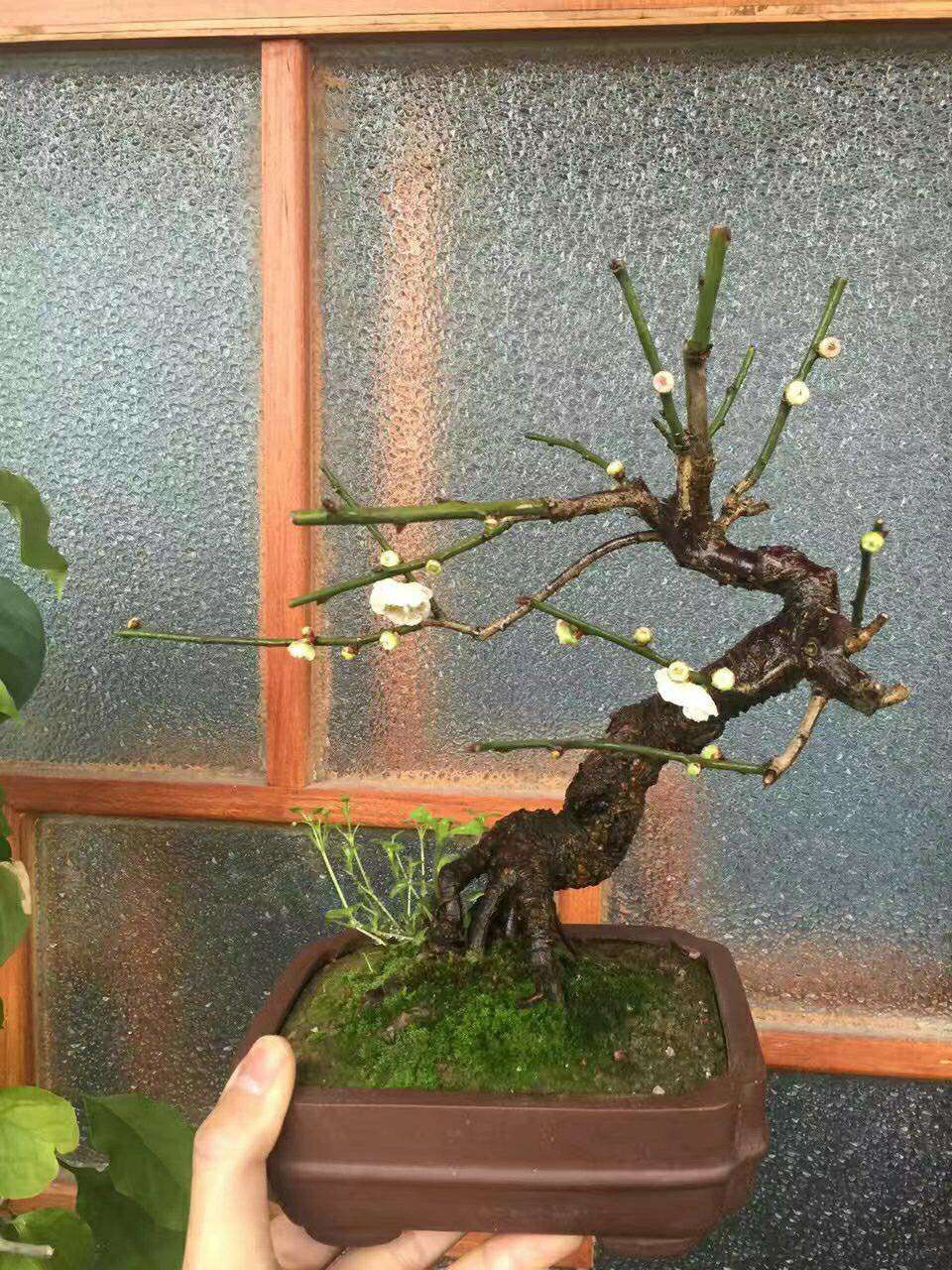 盆景梅花实拍朱砂梅绿乌梅造型树桩盆栽白梅花花卉