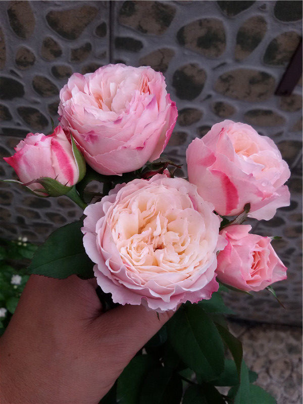 美空灌木勤花月季奶油色环芽变品种比环更柔时令草本花卉