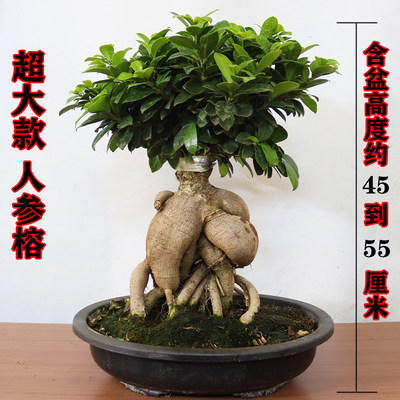榕树金钱小叶造型盆景盆栽绿植室外庭院阳台观绿植