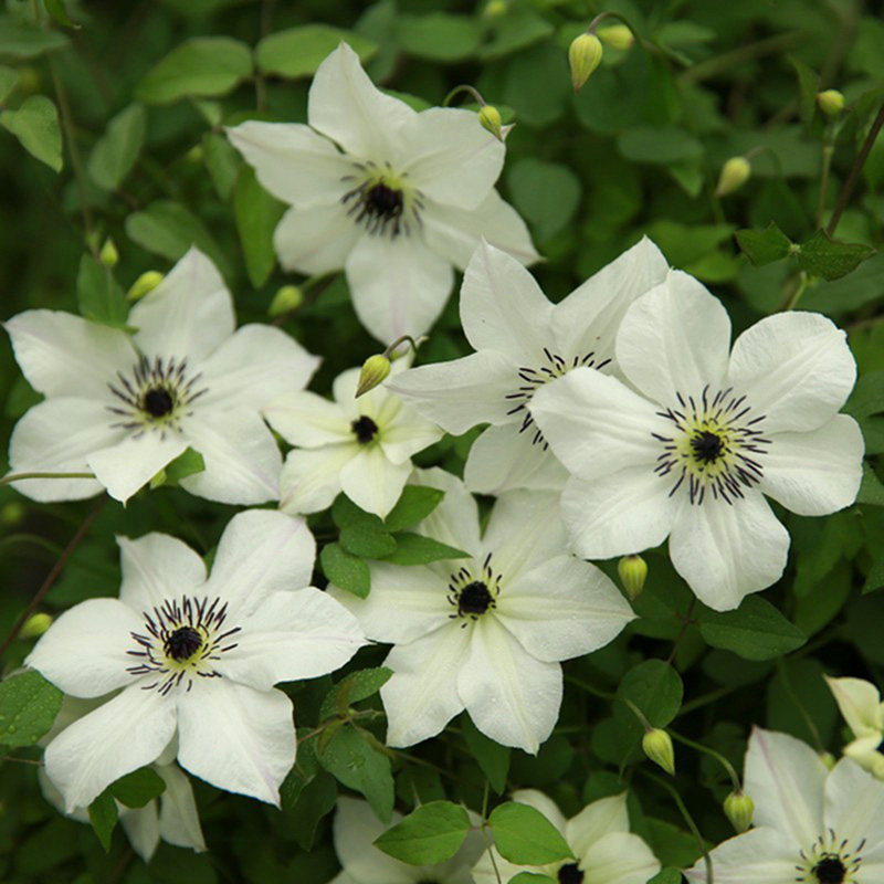 阳台盆栽绿植花卉向阳铁线莲花苗耐热庭院藤本时令草本花卉