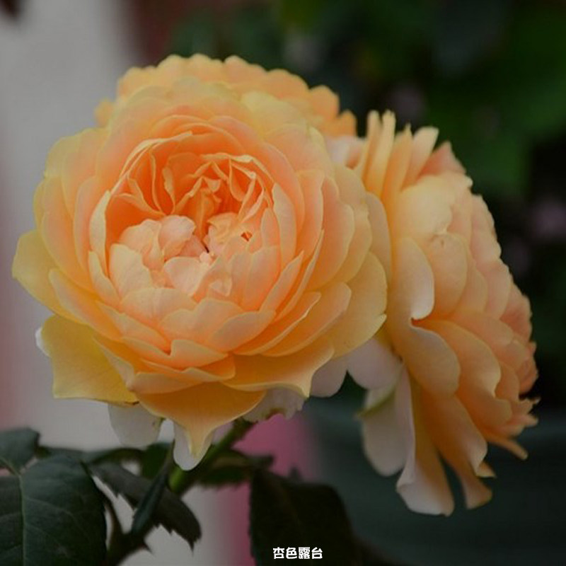 杏色阳台露台月季木星星王欧月庭院盆栽大丰时令草本花卉