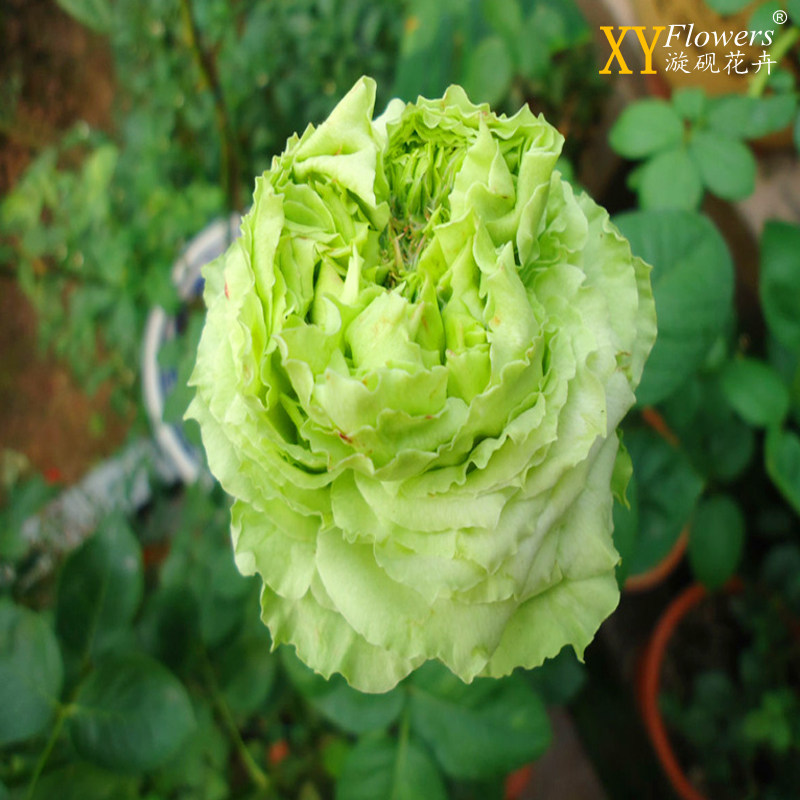 月季欧月新品女士时装浅绿色切花波浪边绿扦插时令草本花卉