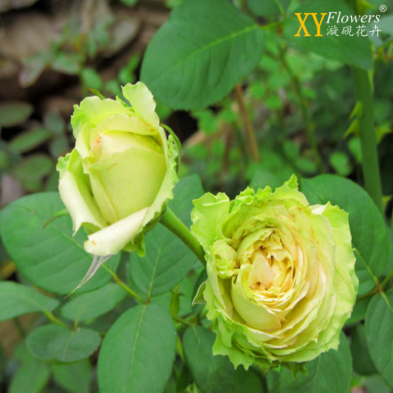 月季欧月新品女士时装浅绿色切花波浪边绿扦插时令草本花卉