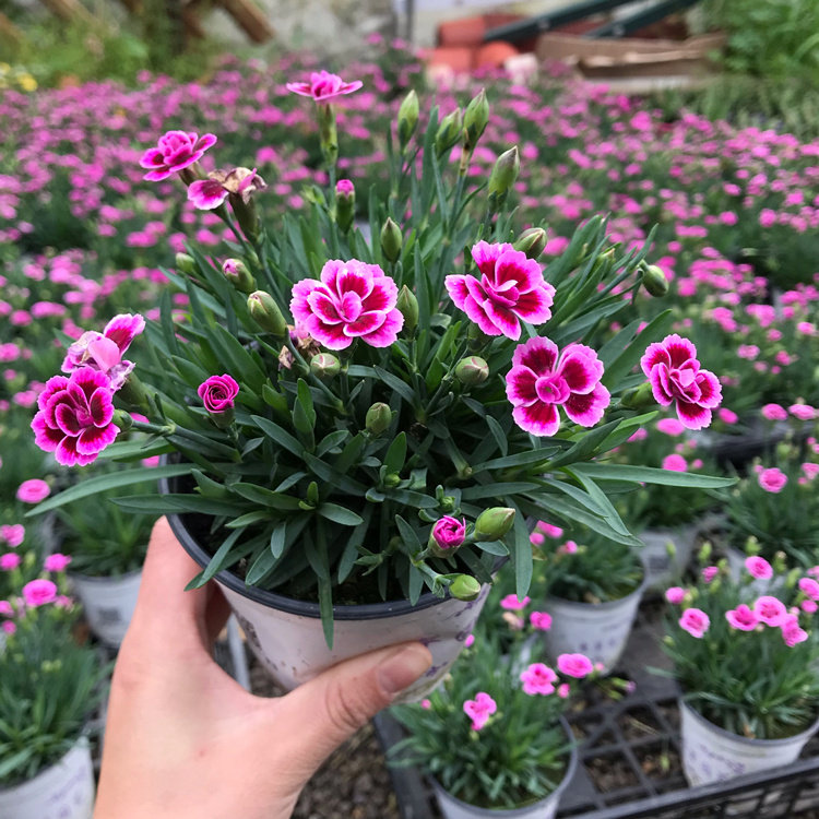 迷你盆栽美国初吻康乃馨花苗植物进口石竹阳台时令草本花卉