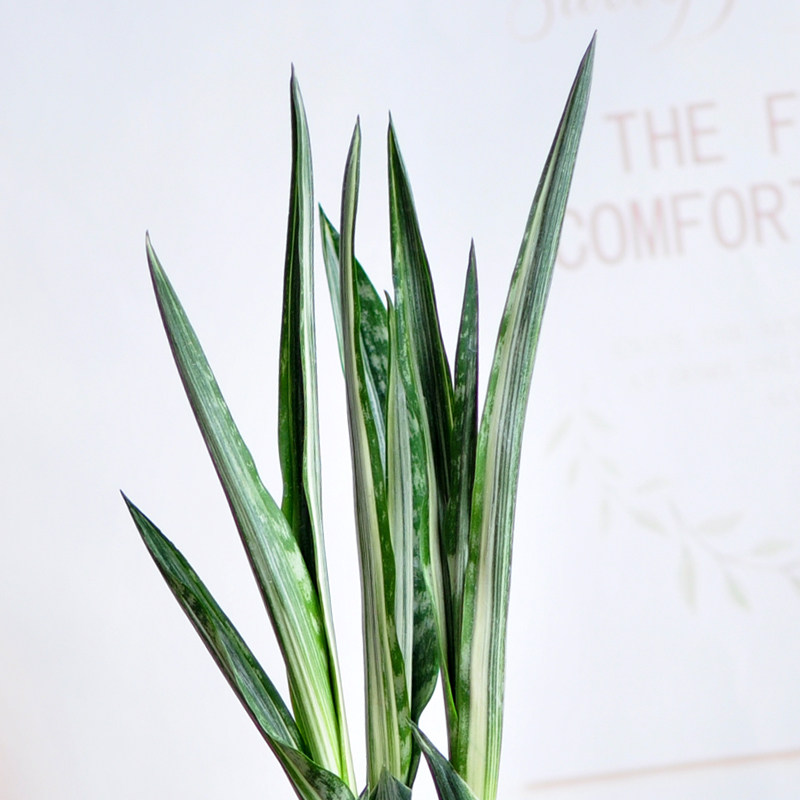 银玉虎皮兰剑叶盆栽新房室内甲醛净化空气绿植稀有绿植