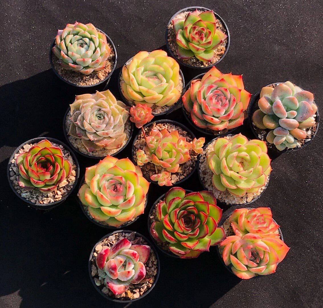 多肉沁心植物蔷薇月影水蜜桃办公室迷你盆栽乌木多肉植物