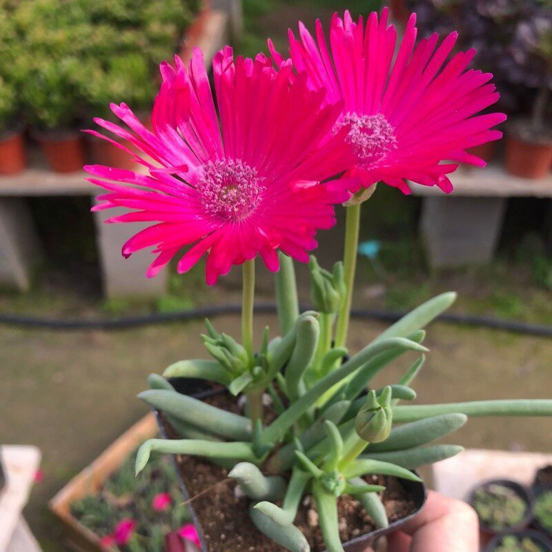 奔龙多肉植物开花组合照波番杏科办公办公室室内多肉植物