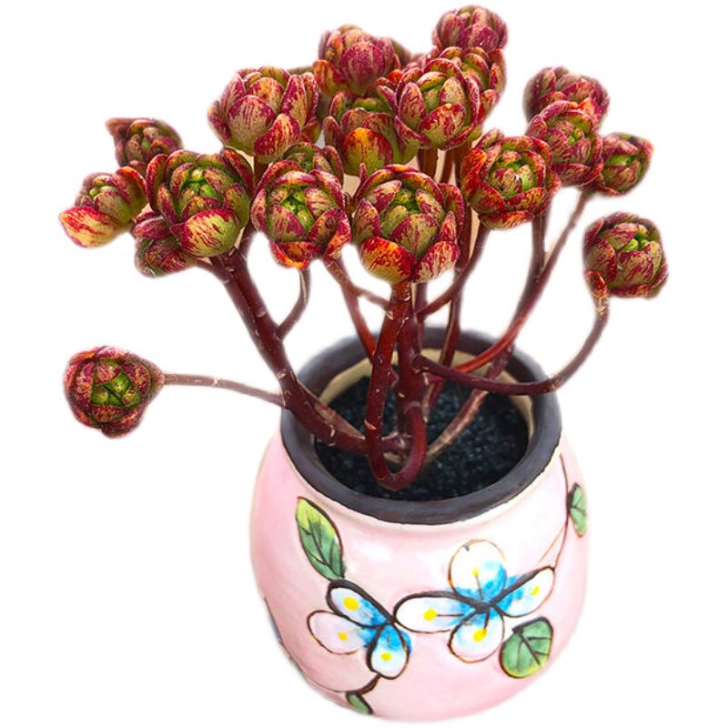 植物小狐狸多肉橄榄球玫瑰小人室内盆栽绿植萌肉多肉植物