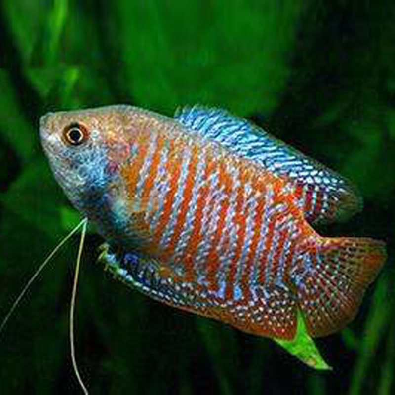 蓝曼龙鱼蛋白白虫五彩丽丽珍珠黄金金马甲球鱼鱼