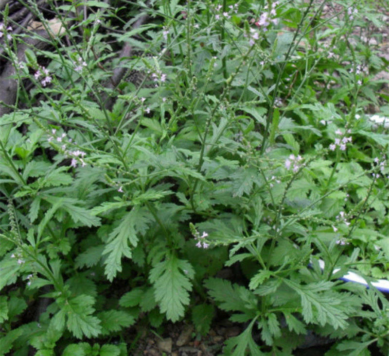 野生马鞭草纯露 (非迷迭香) 500ml 去小闭口 黑头 粉刺