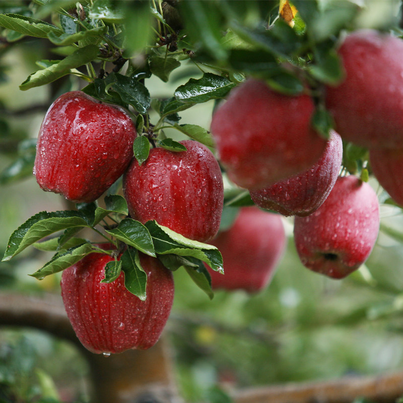 苹果礼县天水水花蛇果花牛粉面新鲜水果10斤装苹果