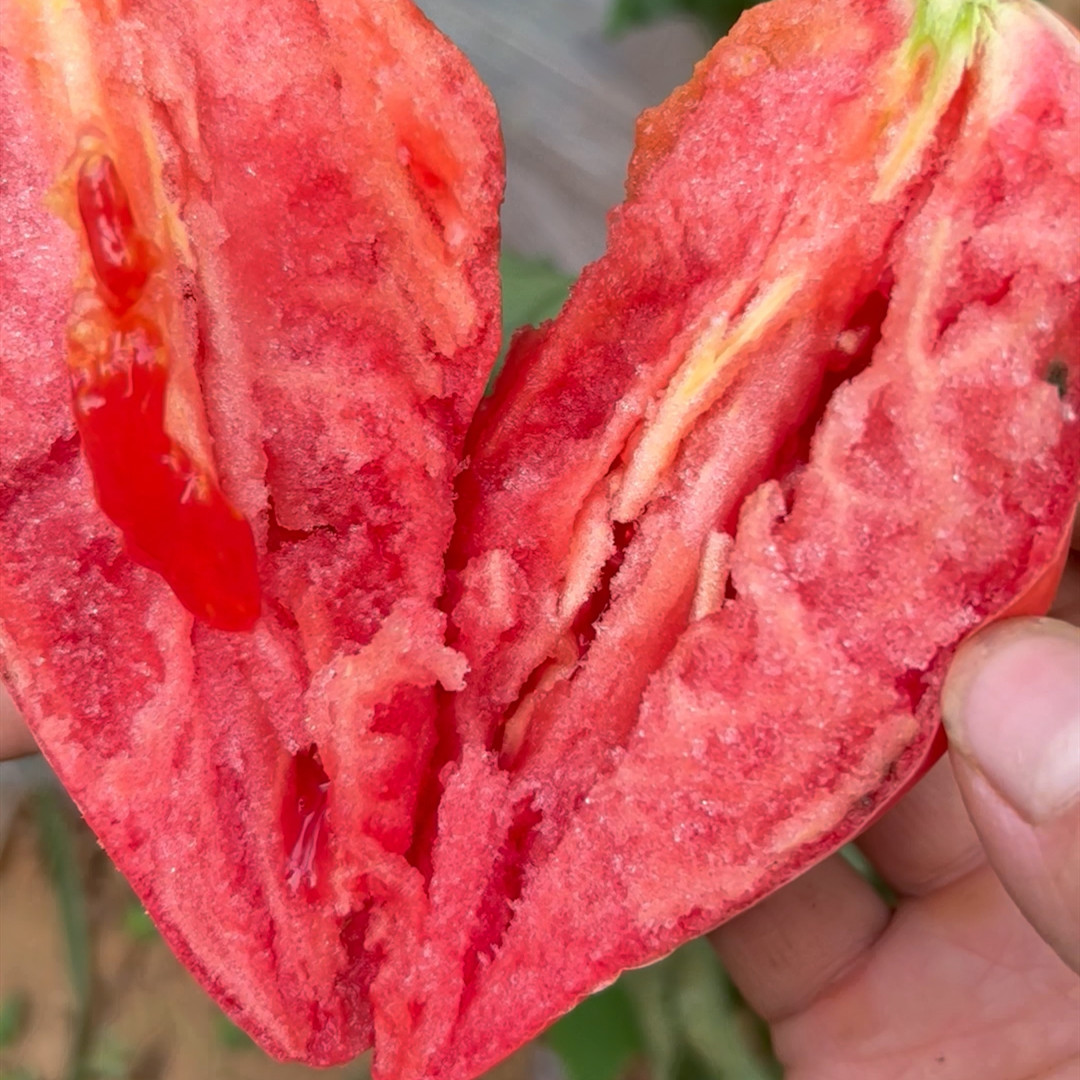 番茄种子芒果果味水果口感西红柿蔬菜种子