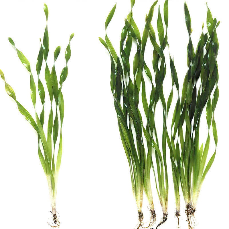 四季青短叶矮生苦草水草种籽扁担草小龙虾蟹养殖净化淡水鱼池植物