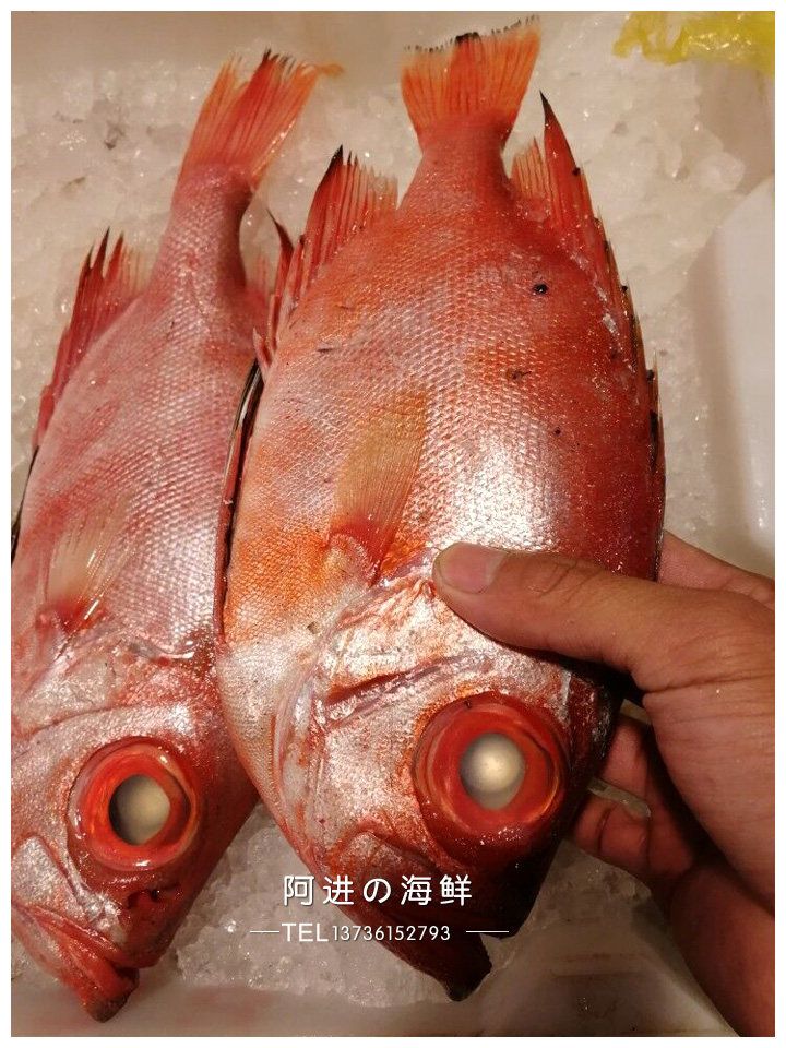 大眼石浦海鲜新鲜金目鸡红鲷鱼刺身好鱼冻品其它