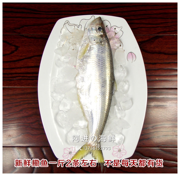 新鲜石浦海鲜东海力鱼鳓鱼白力鱼白鳞鱼1斤多其它