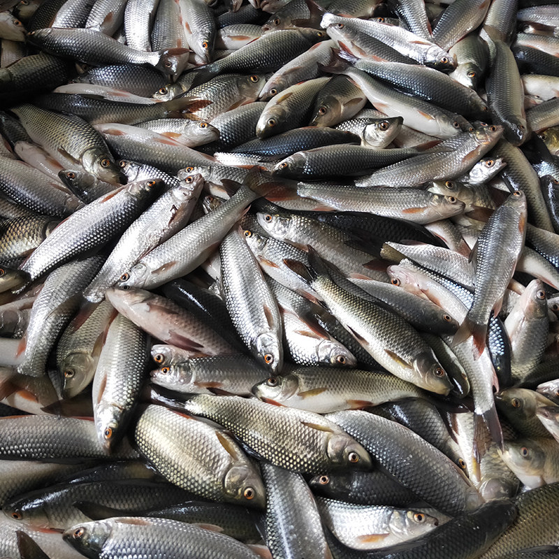 湖南郴州特产东江江鱼火焙烟熏野生淡水鱼5斤鱼干