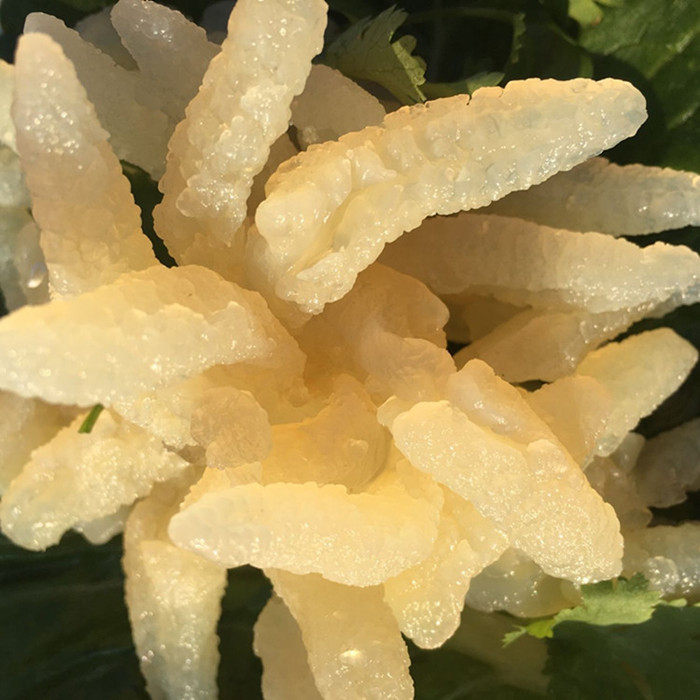 海蜇渤海湾鸡爪八爪皮非即食野生海蜇