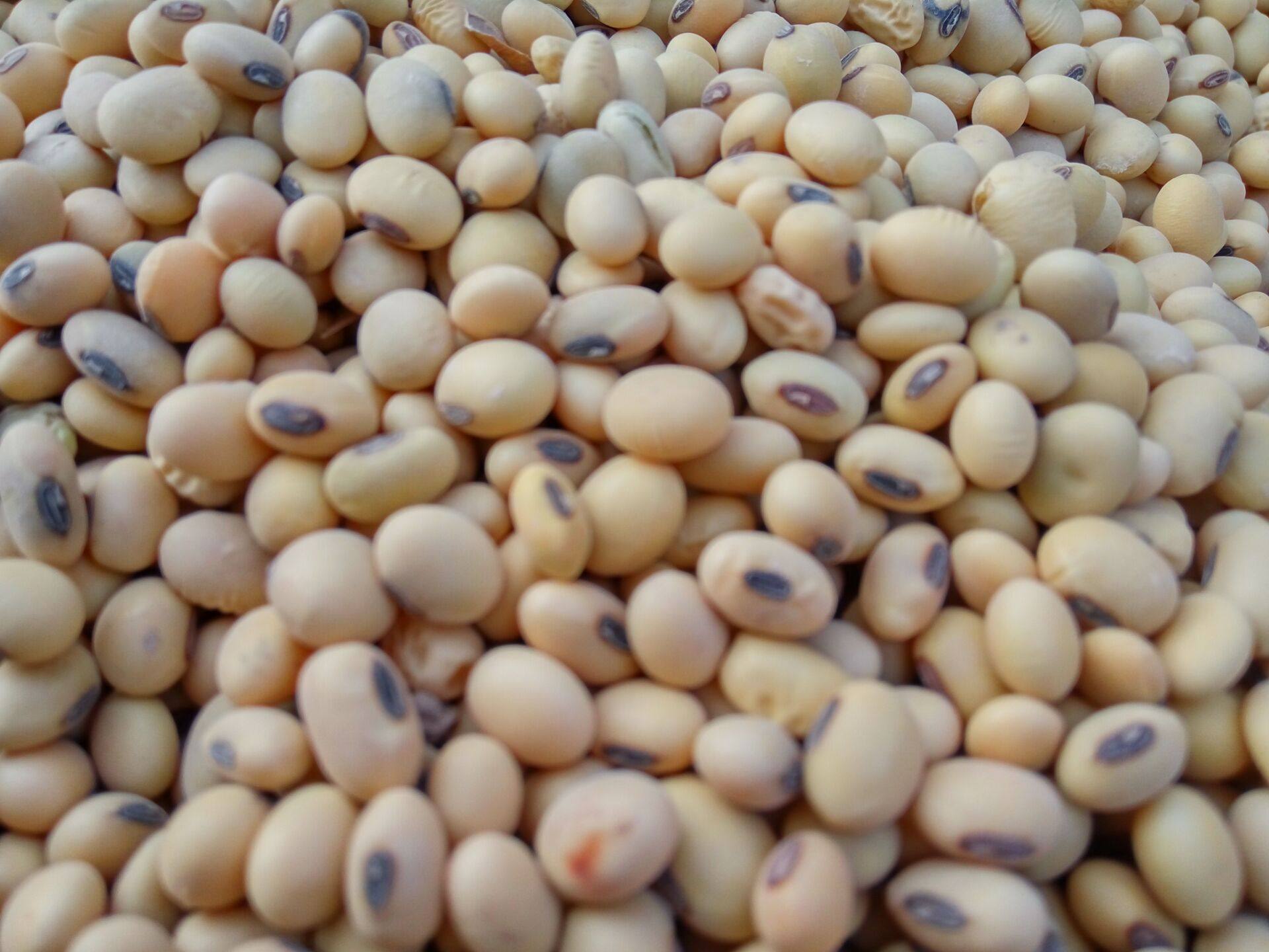 黄豆山区3斤小黄发芽小豆黄小豆转基因肾形自种黄豆