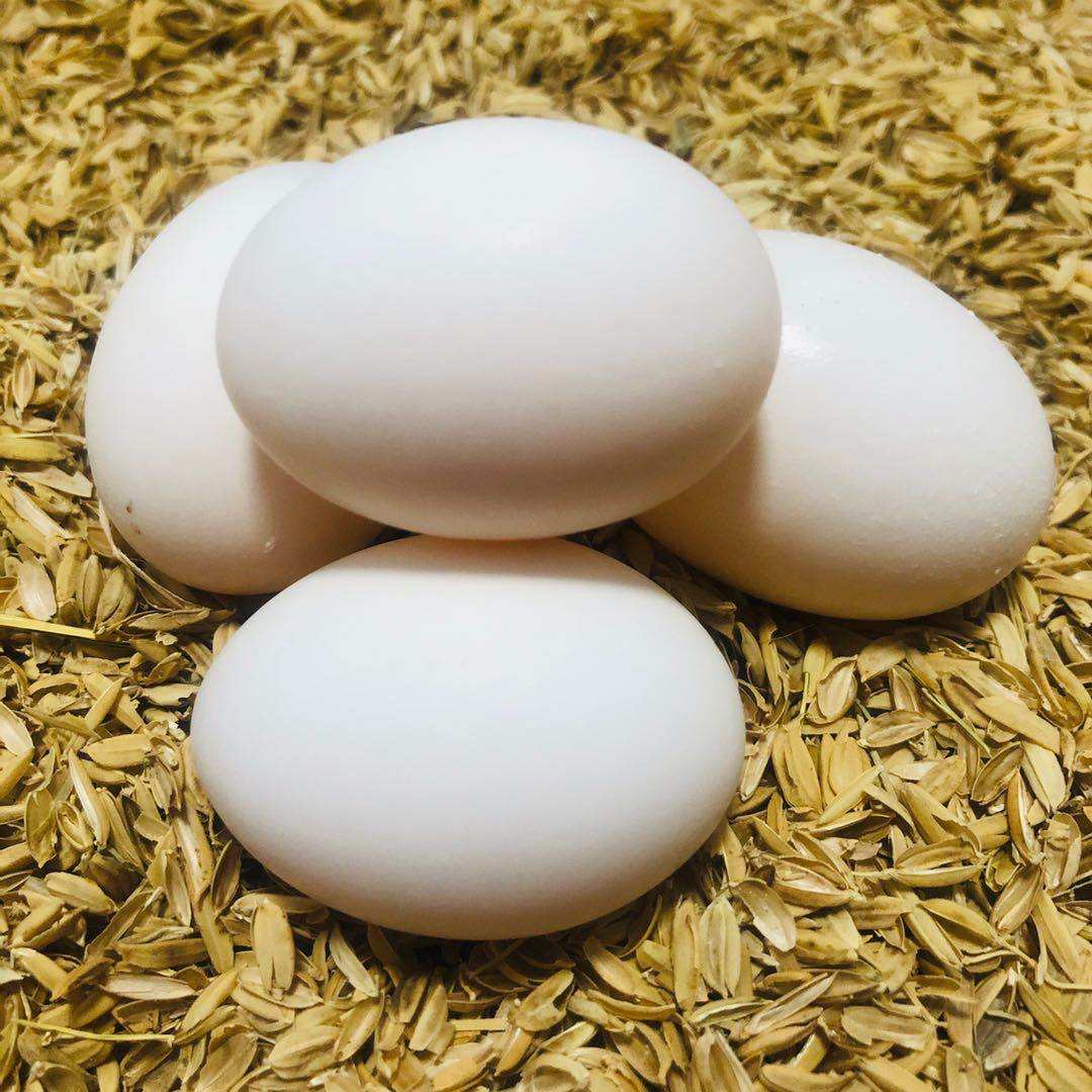 天贝精选新鲜初生鸽蛋农家五谷杂粮喂养30枚孕妇鸽蛋