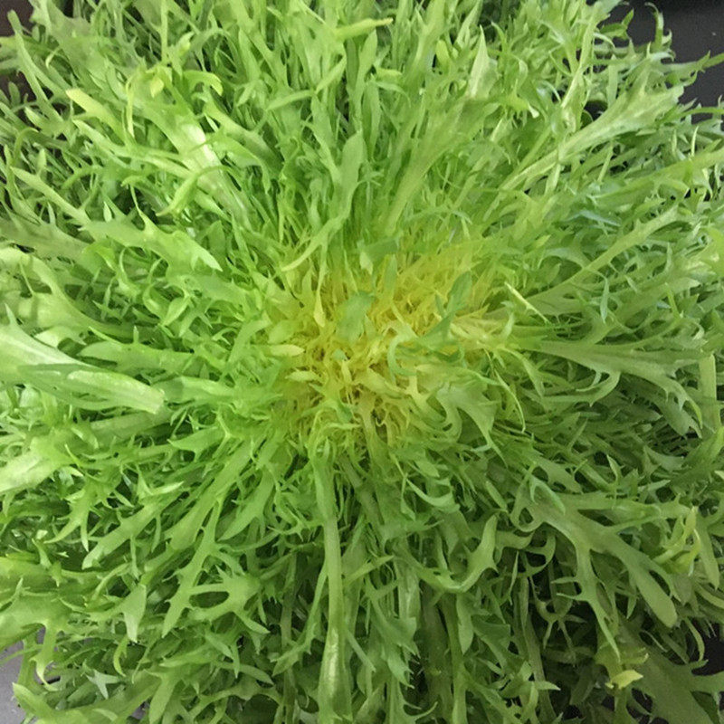 新鲜蔬菜苦叶生菜250g苦细叶苦菊狗牙菜苦苣沙拉食材轻食 5件免邮