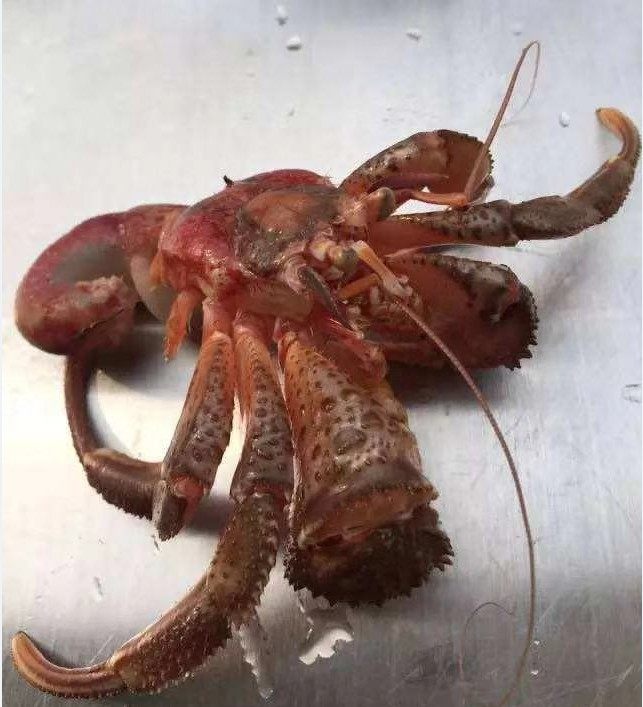 大连野生海鲜特产鲜活虾怪新鲜寄居水产品500g活虾