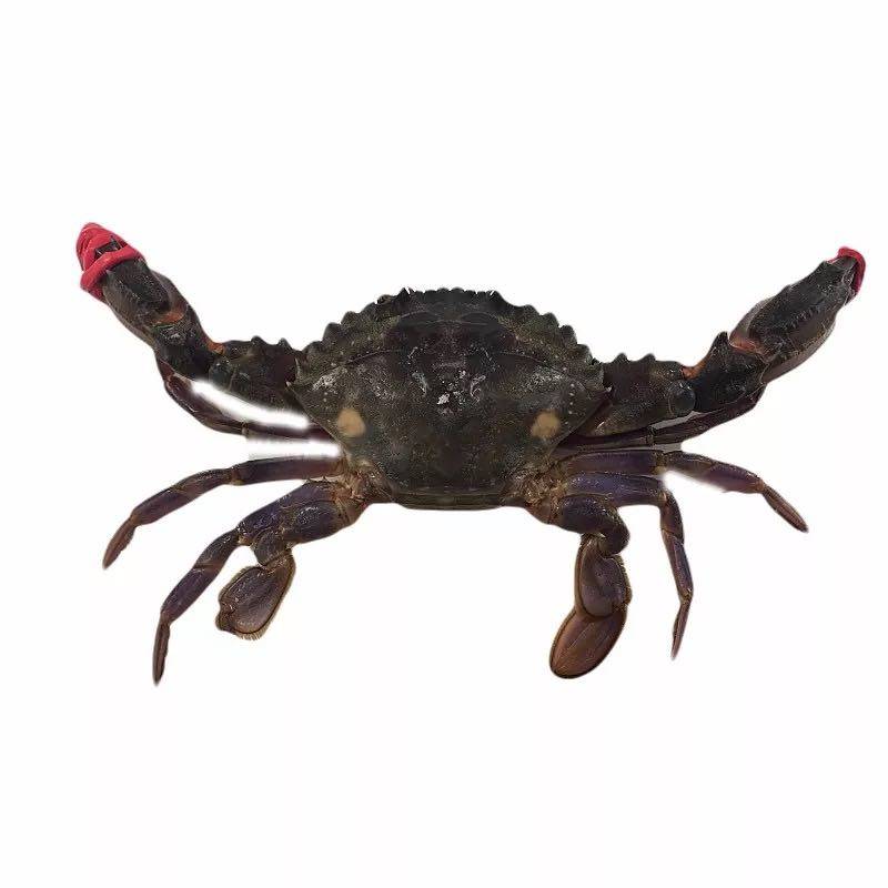 大连野生赤甲红大钳子海蟹石甲红海鲜鲜活庄河青蟹