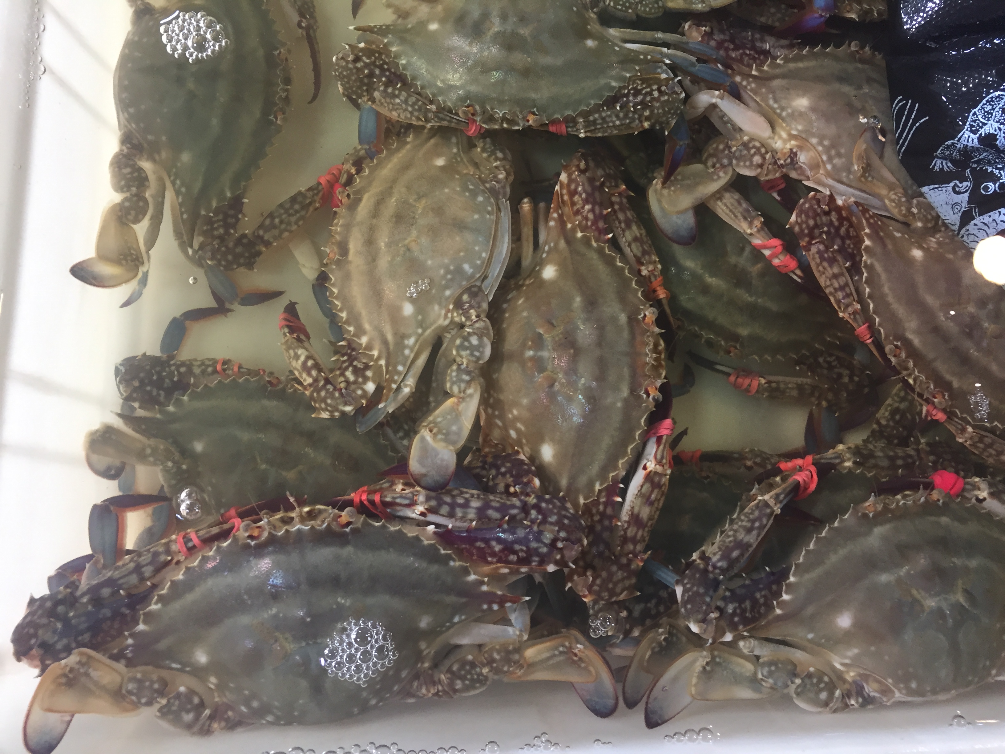 大连海鲜野生鲜活梭子海蟹螃蟹满红膏蟹飞蟹白梭子蟹