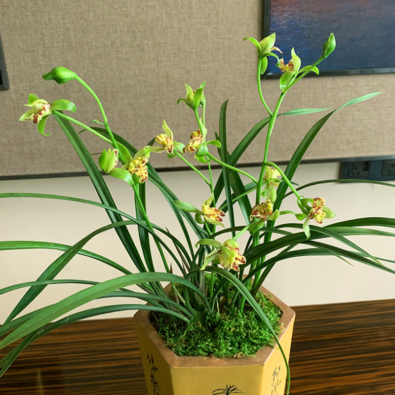 兰花梨山狮王建兰室内盆栽四季好养花卉绿植时令草本花卉