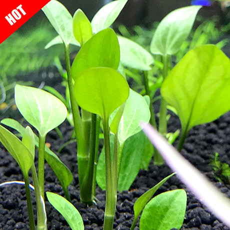 进口苏努椒爱心心形水晶稀有水草鱼缸造景前景水草