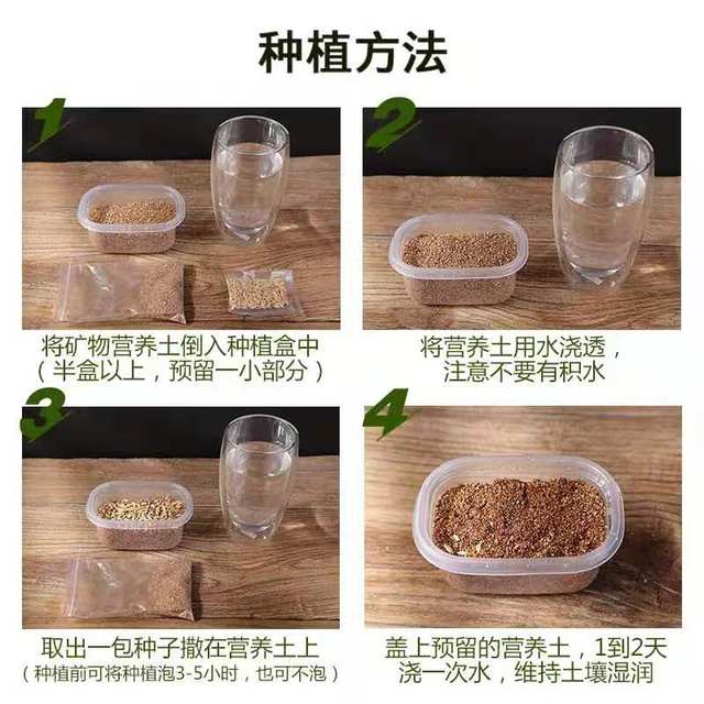 The same type of hairy hair is easy to survive pet cat cat grass hydroponic barley seed removal hair ball suit with box hair The same type of hairy hair is easy to survive pet cat cat grass hydroponic barley seed removal hair ball suit with box hair