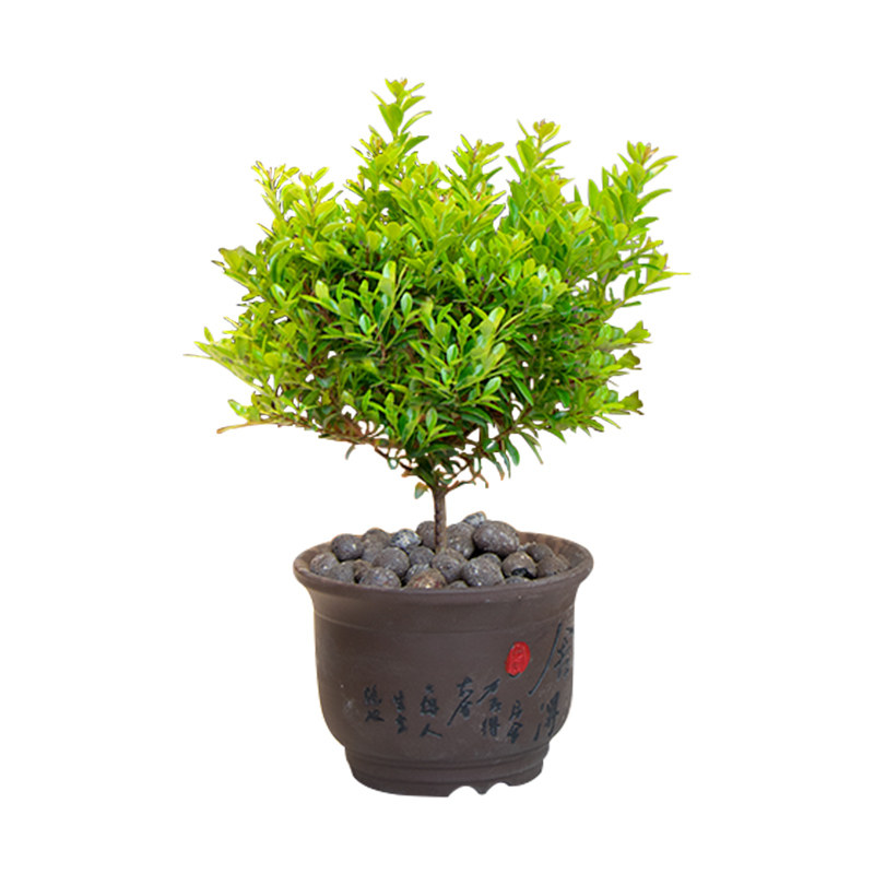 小叶赤楠老桩盆景三叶叶红办公室桌面迷你绿植绿植