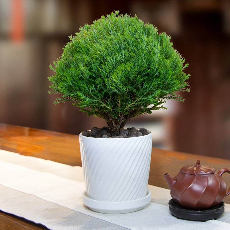 雾松雾凇盆栽小盆景办公室客厅四季常青净化空气好养耐寒旱花卉