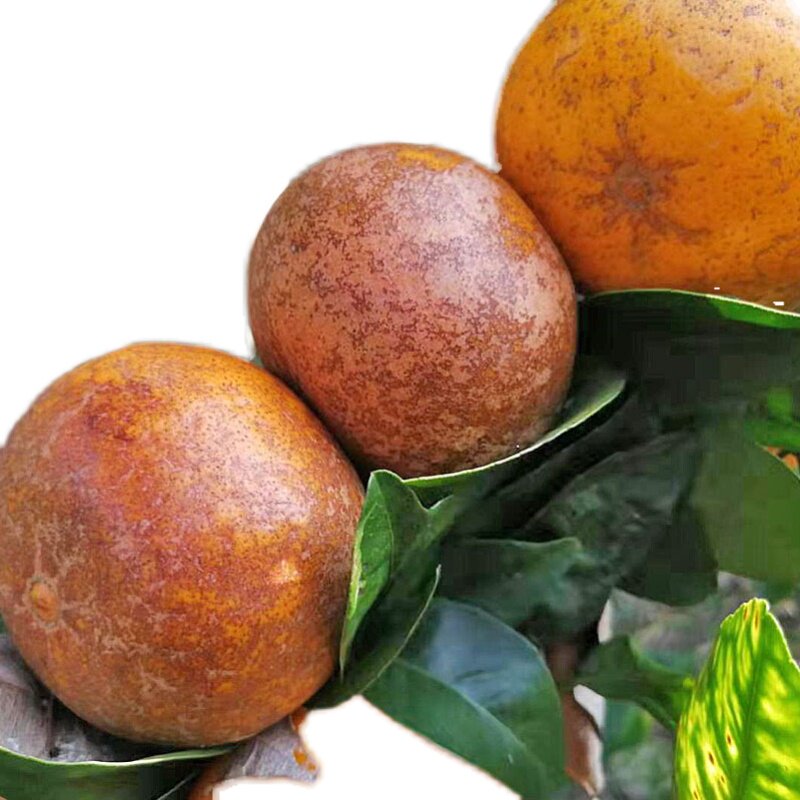 正宗广西乌柑黑皮沃柑花皮10斤新鲜现摘武鸣桔子