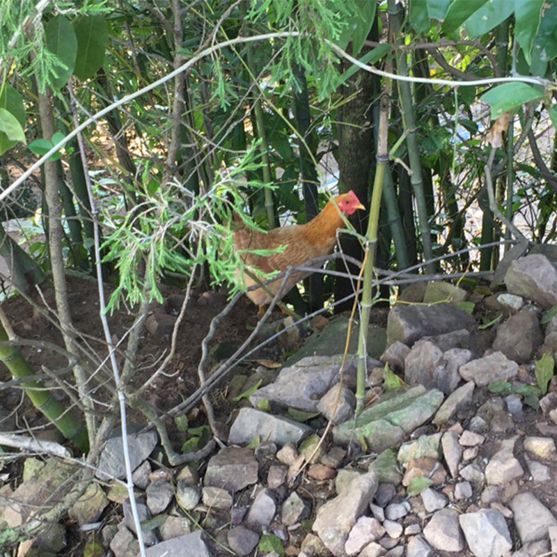 土鸡国梅高山竹林生蛋笨鸡小母鸡月子柴鸡柴火整鸡