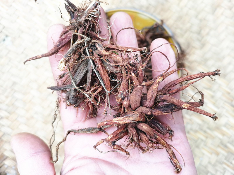 干货农产品红活麻根中药材红禾麻贵州草药红霍麻根小红火麻500克