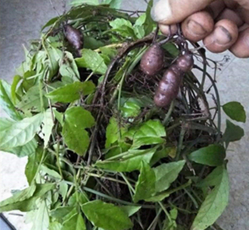 野生中药材三叶叶青500g包邮新鲜中草药金钱葫芦其他药食同源食品