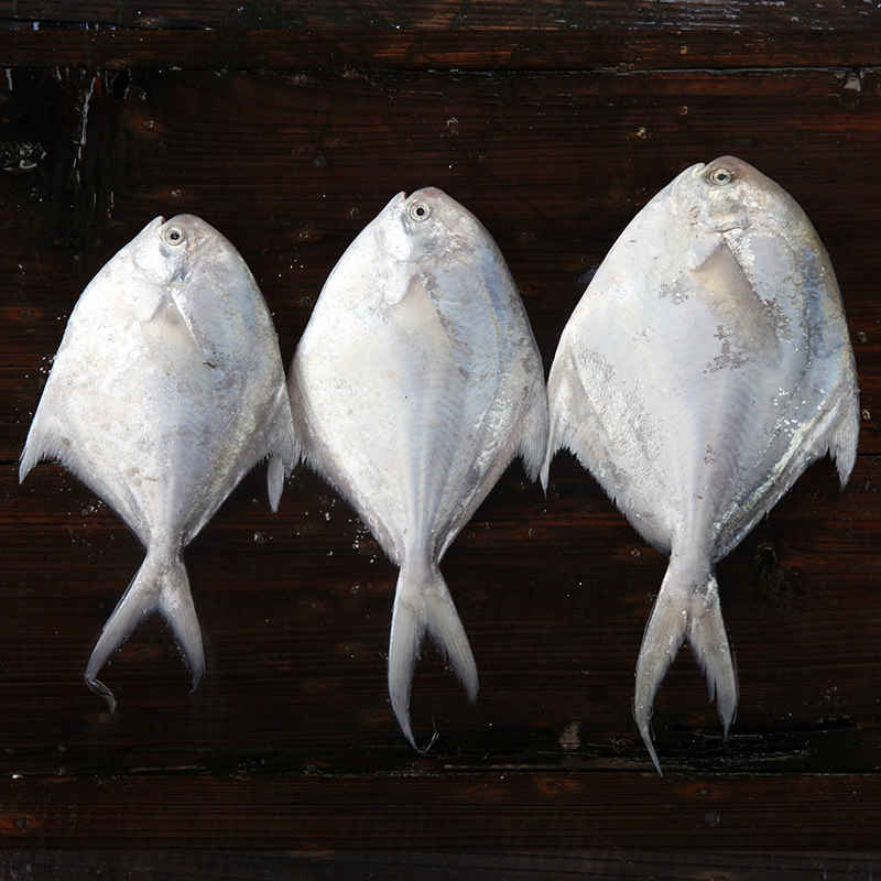 鲳鱼东海白扁新鲜平鱼白鲳鱼象山海鲜水产鲜活其它