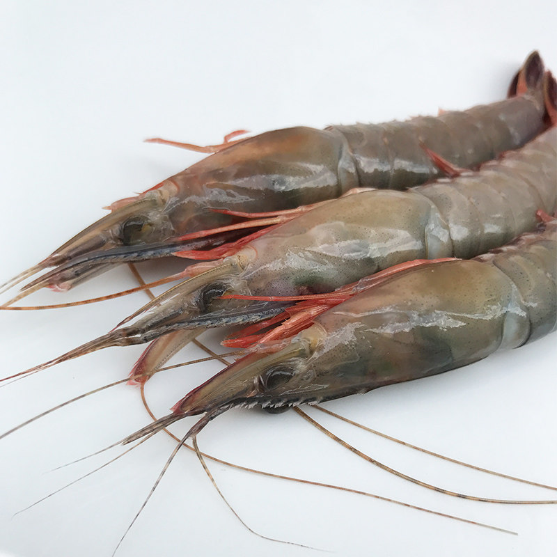 滑皮东海新鲜条虾壳虾条虾剑海鲜水产鲜活呛虾活虾