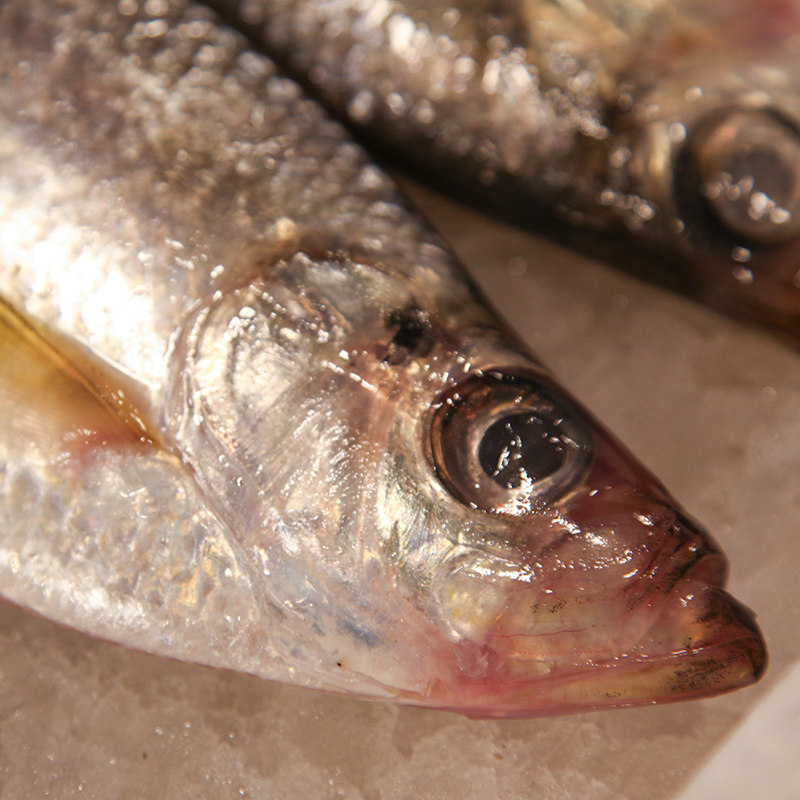 鳓鱼东海野生新鲜白鳞鱼鲜活白鳓鱼象山山石特产其它