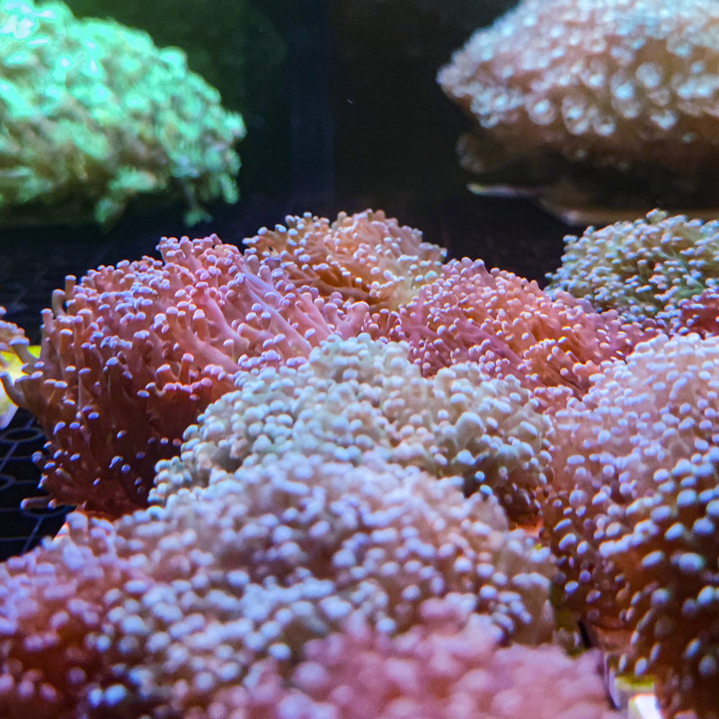 花瓶荧光蛙卵珊瑚双色提子活体珊瑚海水缸lps鱼