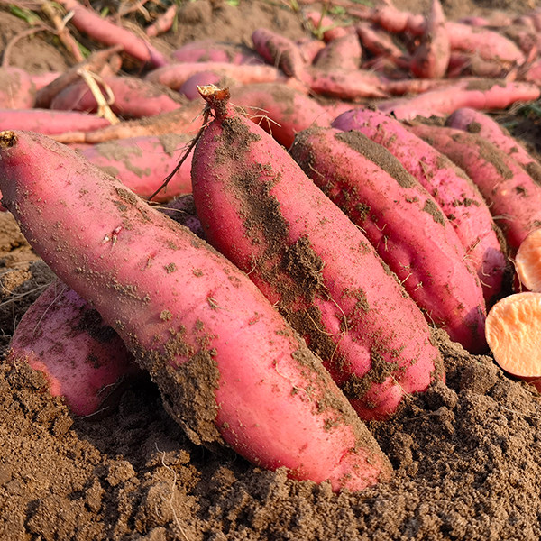 山东烟薯25号糖心红薯蜜薯番薯新鲜自种烤番薯地瓜农科院营养粗粮