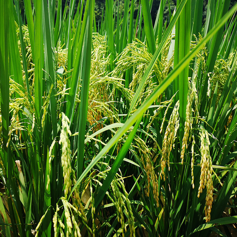 稻杆水稻橱窗道具摄影拍摄庆祝结婚成熟装饰干花