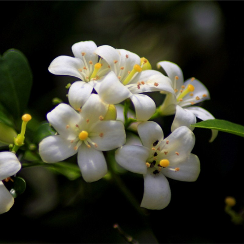 包邮九里香盆栽七里香花香浓郁驱蚊绿植室内外庭院植物时令草本花卉