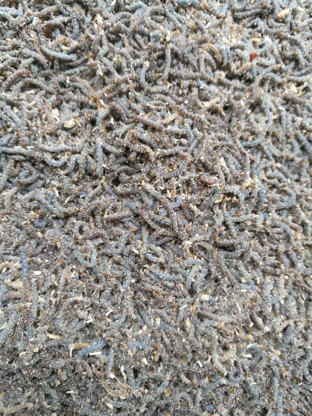 沙虫虫子钓鱼补差宝贝台钓饵