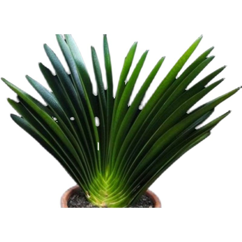 长春君子兰精品小苗立板战神坑纹钢板室内绿植绿植