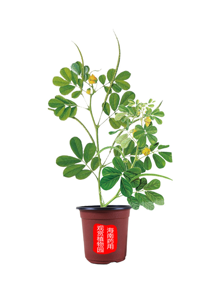 草决明子药用花卉绿植植物名贵中草药材庭院绿植