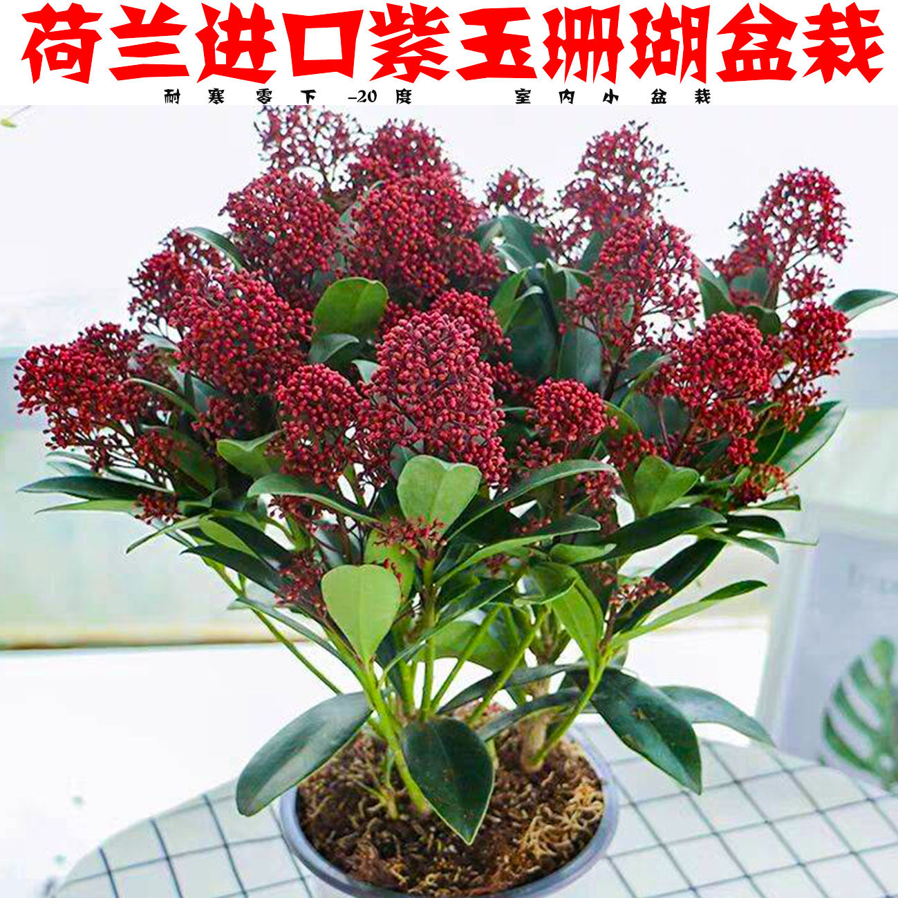 荷兰进口茵芋紫玉珊瑚红玉多年生木本花卉盆栽时令草本花卉